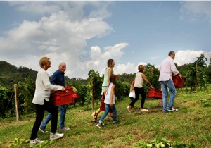 aneri-famiglia-vendemmia